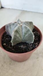 ASTROPHYTUM MYRIOSTIGMA Nº 876 – vaso 11 - Imagem 8