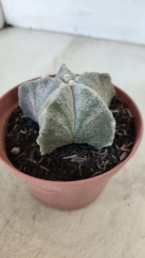 ASTROPHYTUM MYRIOSTIGMA Nº 876 – vaso 11 - Imagem 8