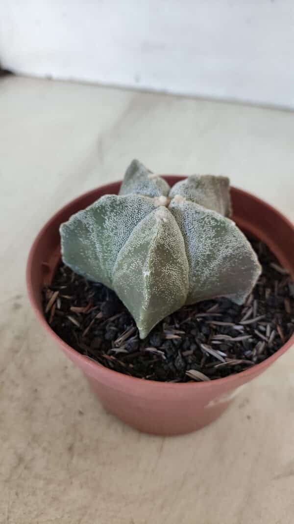 ASTROPHYTUM MYRIOSTIGMA Nº 876 – vaso 11 - Imagem 6
