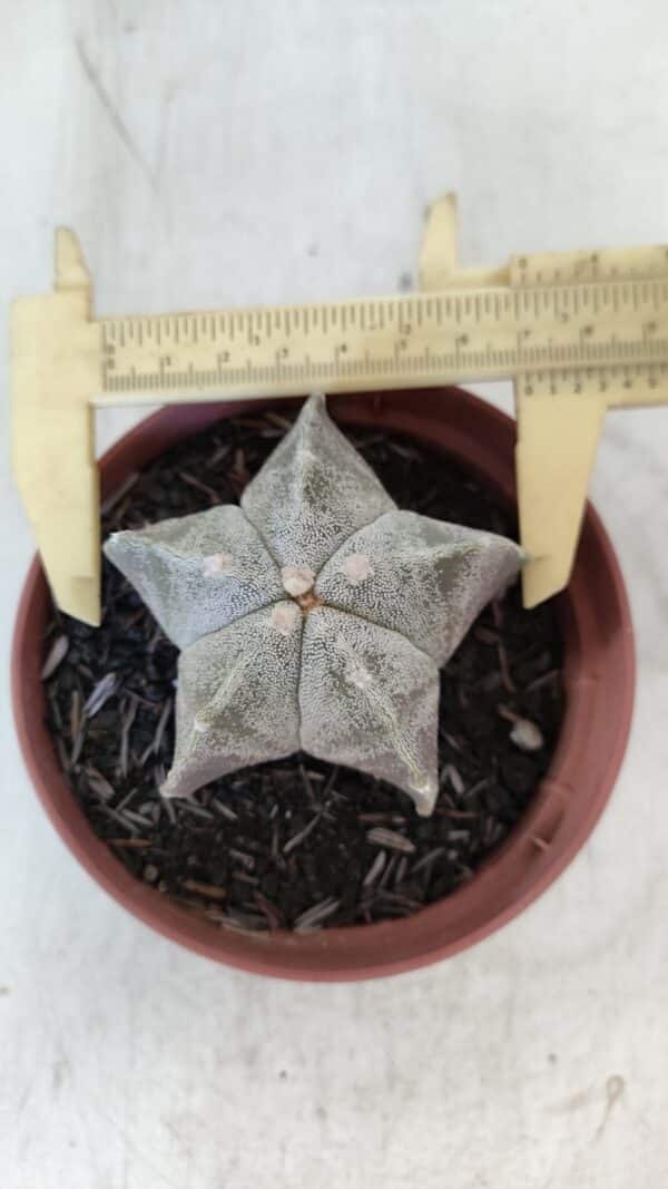 ASTROPHYTUM MYRIOSTIGMA Nº 876 – vaso 11 - Imagem 1