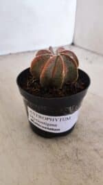ASTROPHYTUM MYRIOSTIGMA "Multicostatum" Nº 1054 – vaso 09 - Imagem 9