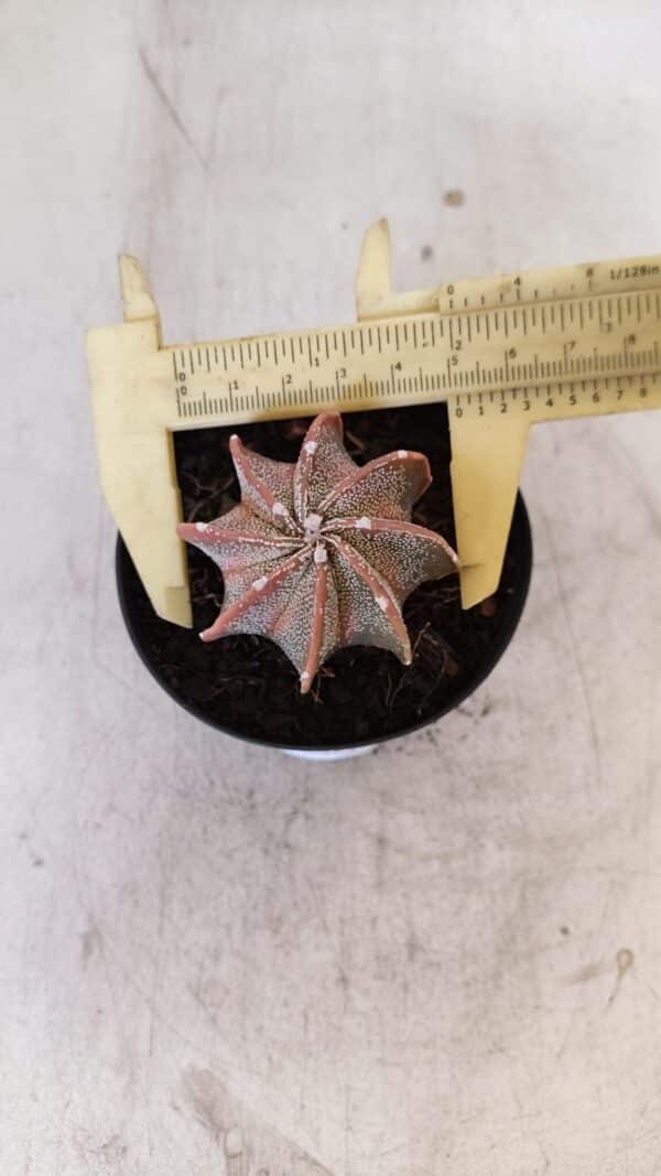 ASTROPHYTUM MYRIOSTIGMA "Multicostatum" Nº 1054 – vaso 09 - Imagem 5