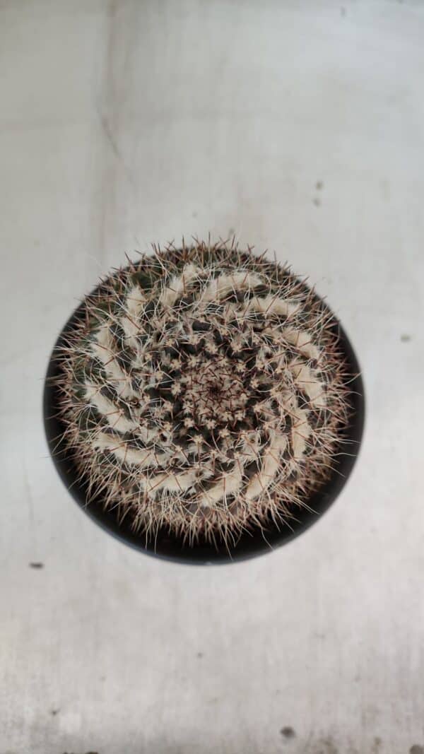 CACTOS Mammillaria Nº 80 – vaso 15 - Imagem 3