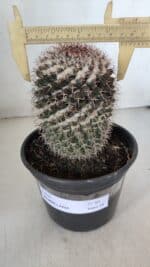 CACTOS Mammillaria Nº 80 – vaso 15