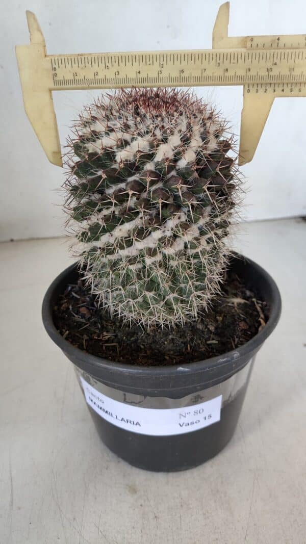 CACTOS Mammillaria Nº 80 – vaso 15 - Imagem 1