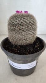 CACTOS Mammillaria Nº 81 – vaso 15 - Imagem 2