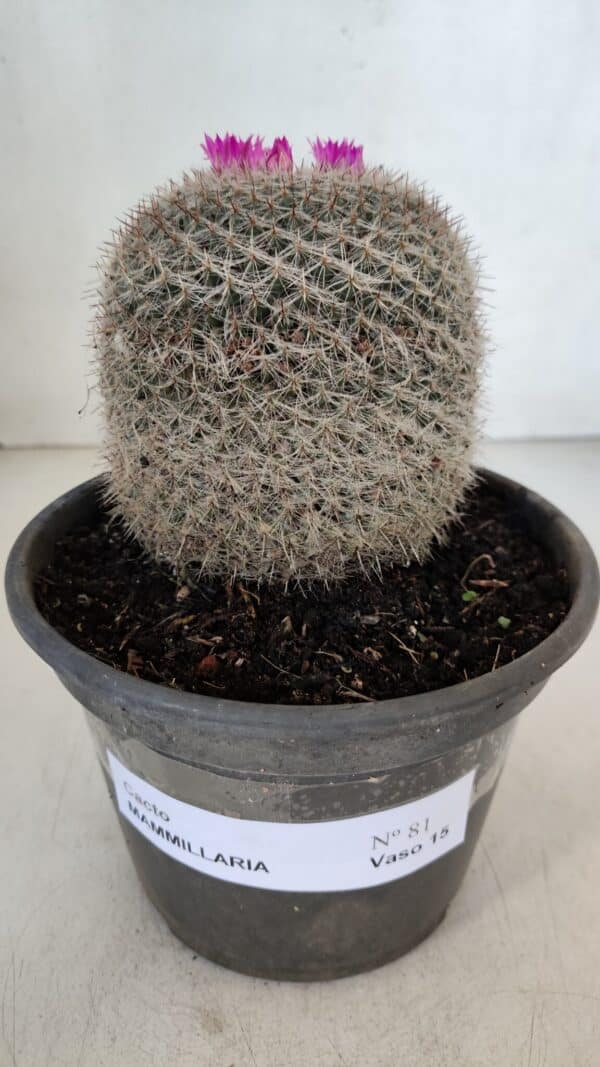 CACTOS Mammillaria Nº 81 – vaso 15 - Imagem 2