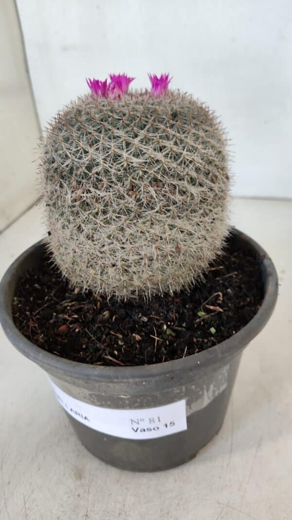 CACTOS Mammillaria Nº 81 – vaso 15 - Imagem 9