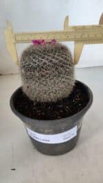 CACTOS Mammillaria Nº 81 – vaso 15 - Imagem 4