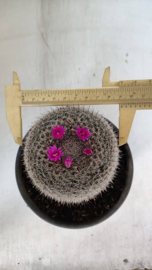 CACTOS Mammillaria Nº 81 – vaso 15 - Imagem 1