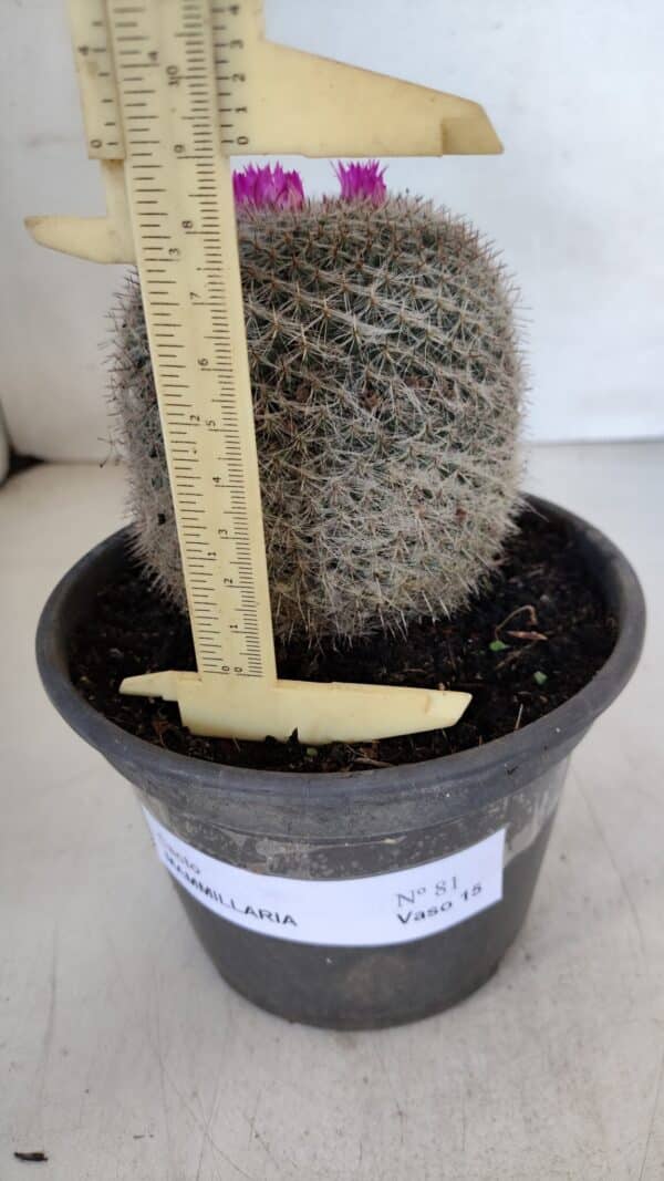 CACTOS Mammillaria Nº 81 – vaso 15 - Imagem 5