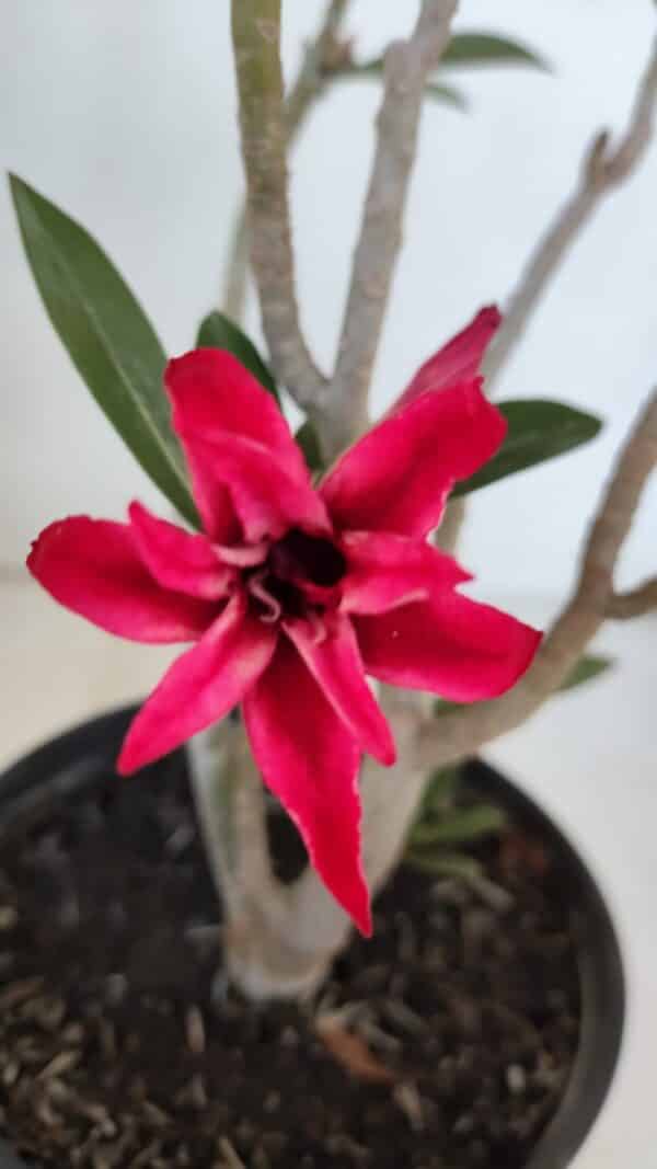 Planta Dobrada 3223 – 30cm – 02 anos - Imagem 1