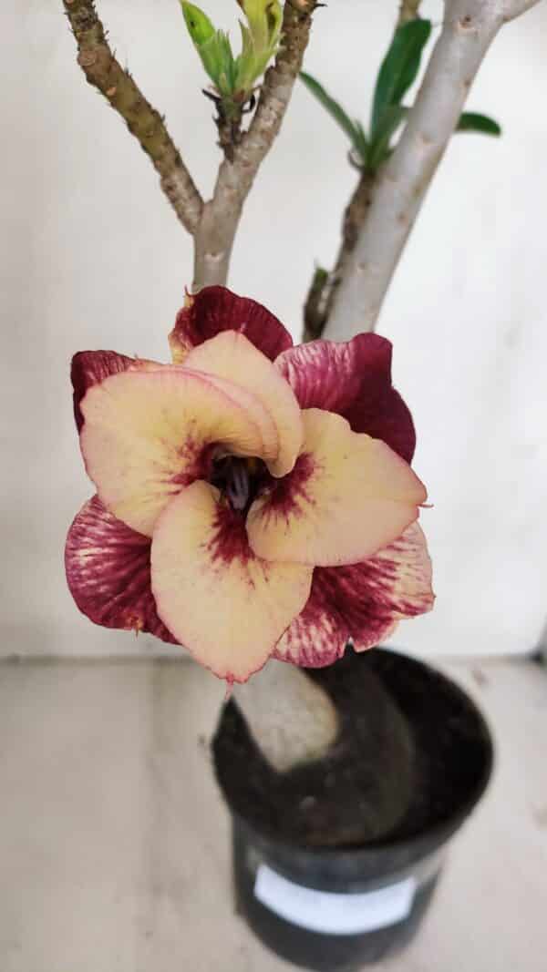 Planta Dobrada 3244 – 35cm – 03 anos - Imagem 1