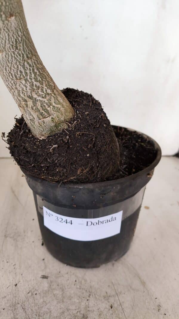 Planta Dobrada 3244 – 35cm – 03 anos - Imagem 7