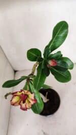 Planta Dobrada 3245 – 35cm – 03 anos - Imagem 4
