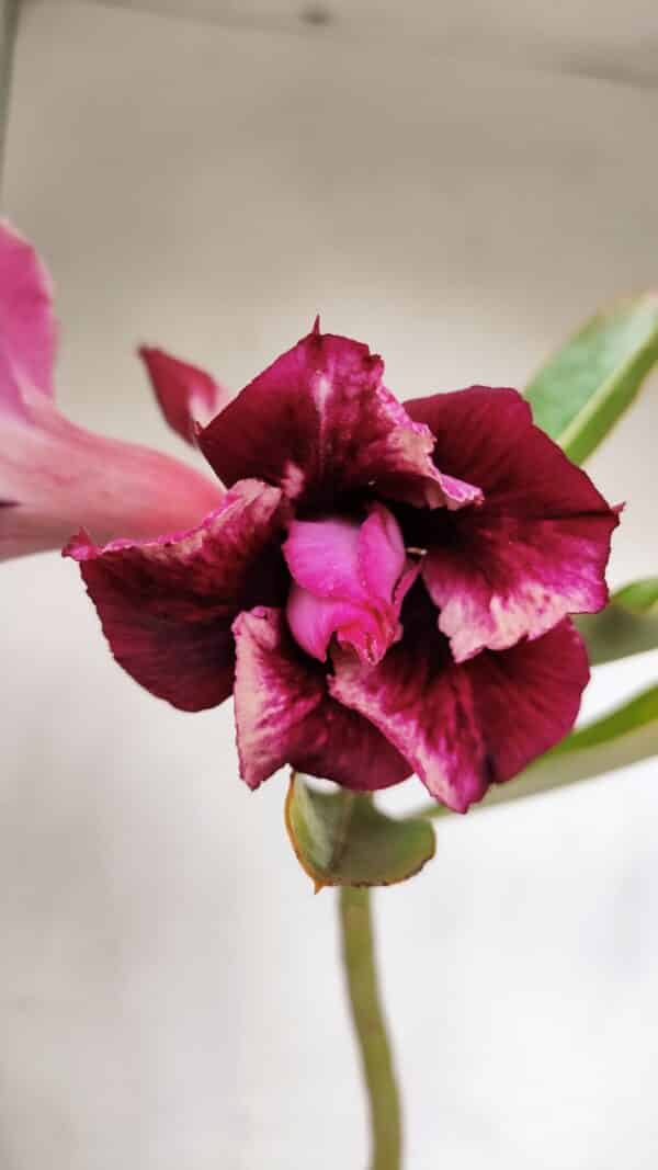 Planta Dobrada 3246 – 30cm – 02 anos - Imagem 1