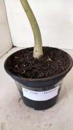 Planta Dobrada 3246 – 30cm – 02 anos - Imagem 7