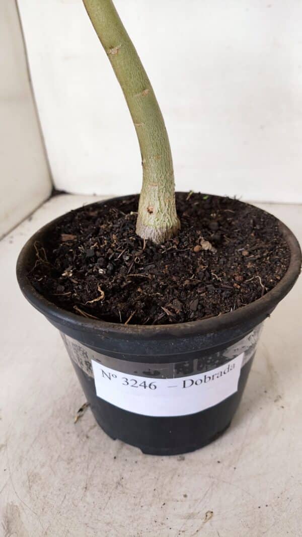 Planta Dobrada 3246 – 30cm – 02 anos - Imagem 7