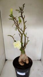 Planta Dobrada 3256 – 50cm – 05 anos - Imagem 2