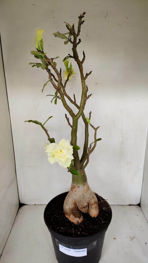 Planta Dobrada 3256 – 50cm – 05 anos - Imagem 2