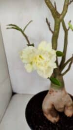Planta Dobrada 3256 – 50cm – 05 anos