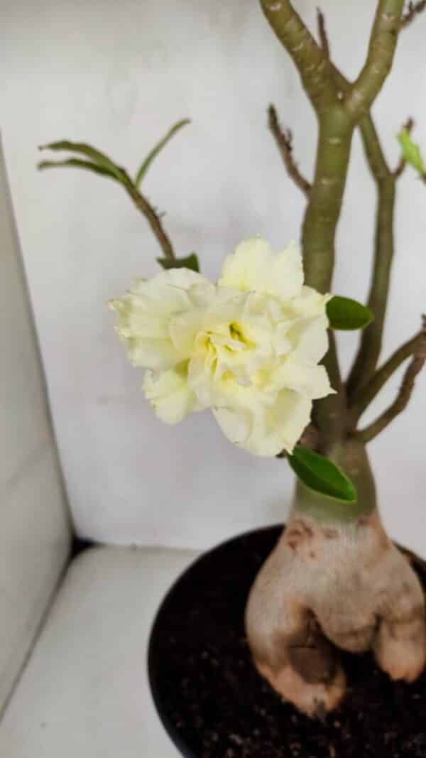 Planta Dobrada 3256 – 50cm – 05 anos - Imagem 1