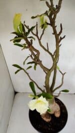 Planta Dobrada 3256 – 50cm – 05 anos - Imagem 4