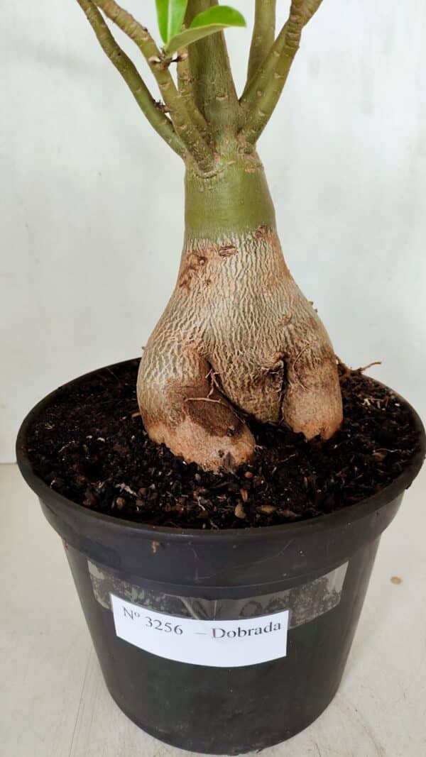 Planta Dobrada 3256 – 50cm – 05 anos - Imagem 7