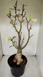 Planta Dobrada 3256 – 50cm – 05 anos - Imagem 6