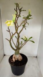 Planta Dobrada 3256 – 50cm – 05 anos - Imagem 5