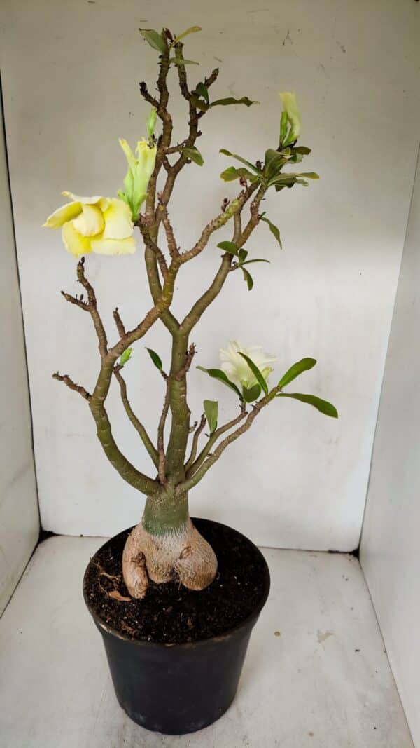 Planta Dobrada 3256 – 50cm – 05 anos - Imagem 5