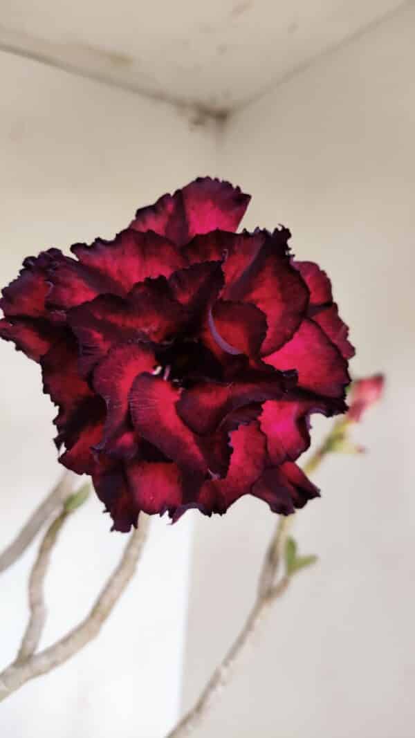 Planta Dobrada 3257 – 50cm – 04 anos - Imagem 6