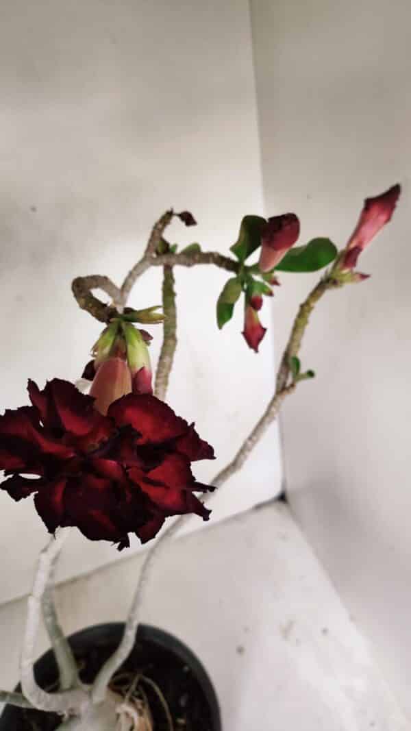 Planta Dobrada 3257 – 50cm – 04 anos - Imagem 4