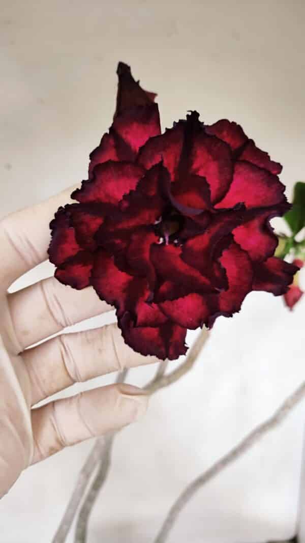 Planta Dobrada 3257 – 50cm – 04 anos - Imagem 1