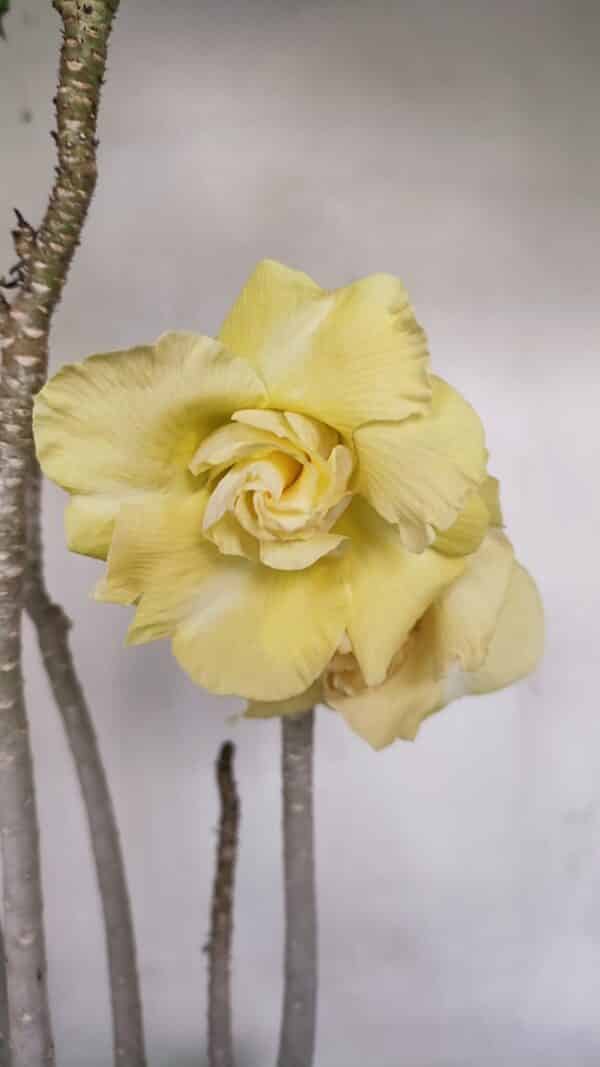 Planta Dobrada 3259 – 50cm – 04 anos - Imagem 4