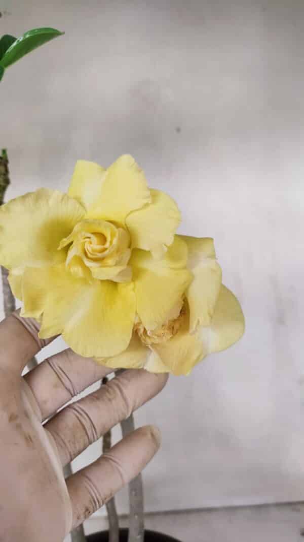 Planta Dobrada 3259 – 50cm – 04 anos - Imagem 1