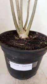 Planta Dobrada 3259 – 50cm – 04 anos - Imagem 8
