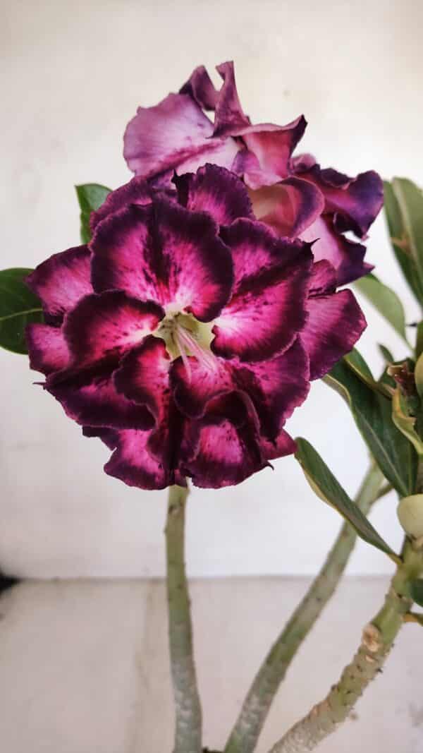 Planta Dobrada 3260 – 40cm – 03 anos - Imagem 1