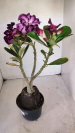 Planta Dobrada 3260 – 40cm – 03 anos - Imagem 6