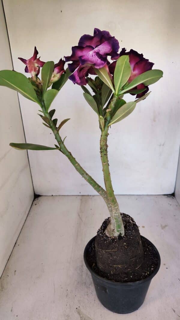 Planta Dobrada 3260 – 40cm – 03 anos - Imagem 7