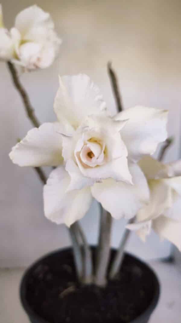 Planta Dobrada 3261 – 50cm – 04 anos - Imagem 1