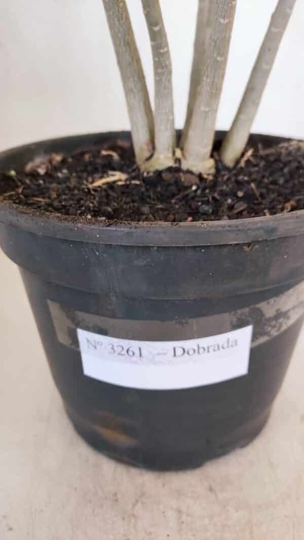 Planta Dobrada 3261 – 50cm – 04 anos - Imagem 7