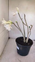 Planta Dobrada 3261 – 50cm – 04 anos - Imagem 6