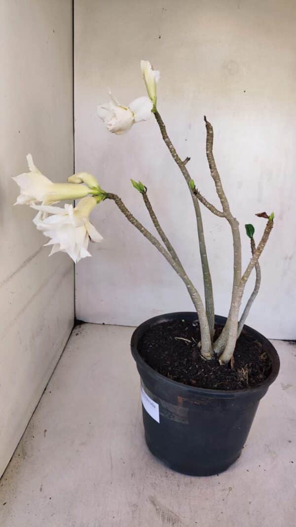 Planta Dobrada 3261 – 50cm – 04 anos - Imagem 6