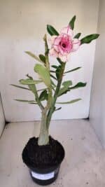 Planta Dobrada 3262 – 40cm – 03 anos - Imagem 2