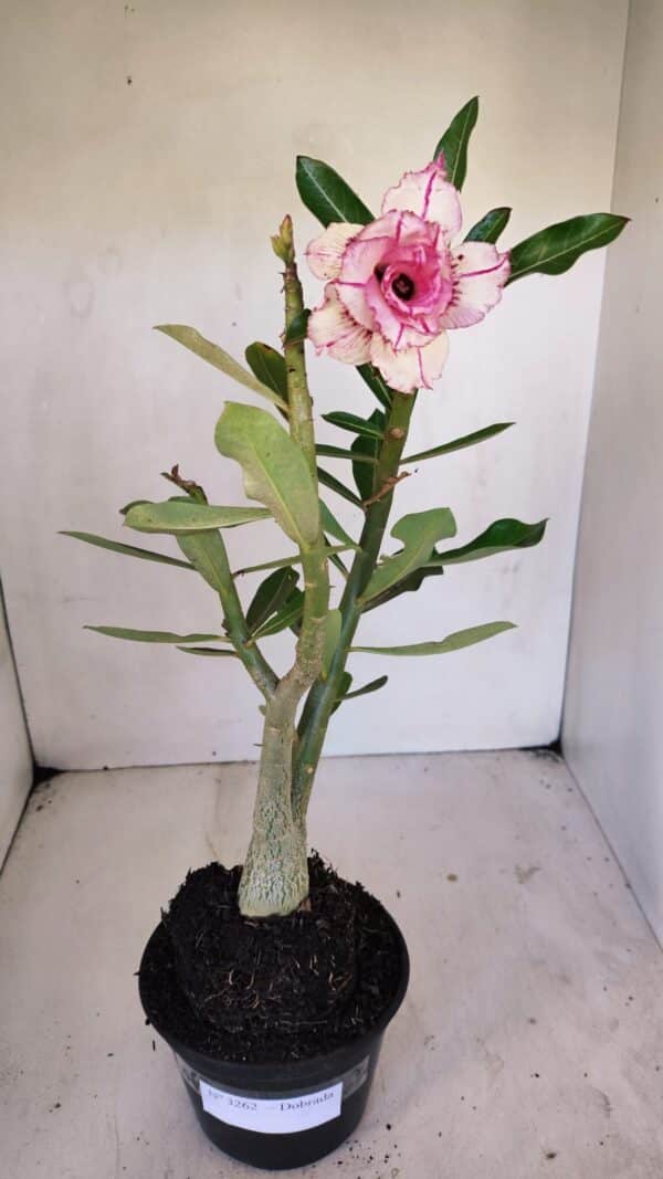 Planta Dobrada 3262 – 40cm – 03 anos - Imagem 2