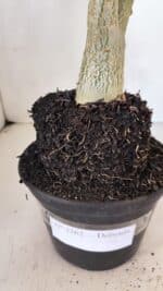 Planta Dobrada 3262 – 40cm – 03 anos - Imagem 5