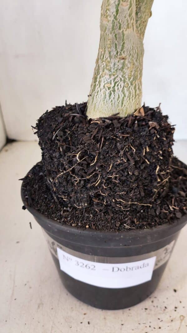 Planta Dobrada 3262 – 40cm – 03 anos - Imagem 5