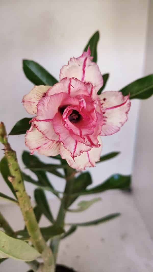 Planta Dobrada 3262 – 40cm – 03 anos - Imagem 1