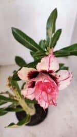 Planta Dobrada 3262 – 40cm – 03 anos - Imagem 4
